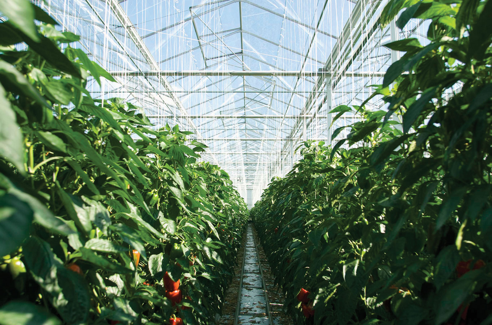 Greenhouses.jpg